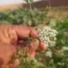 Trachyspermum ammi plant