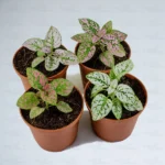 Buy Polka Dot Plant - Nursery Nisarga