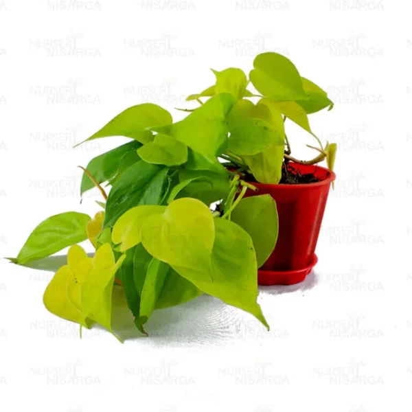 Buy Philodendron Oxycardium Golden Plant - Nursery Nisarga