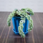 Buy Donkey Tail at best price online - Nursery Nisarga