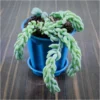 Buy Donkey Tail at best price online - Nursery Nisarga