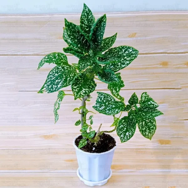 Buy Polka Dot Plant - Nursery Nisarga