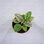 Buy Polka Dot Plant - Nursery Nisarga