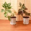 Buy Polka Dot Plant - Nursery Nisarga