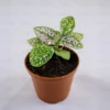 Buy Polka Dot Plant - Nursery Nisarga