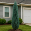 Buy Blue arrow Juniperus Plant from Nursery Nisarga