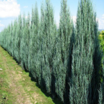Buy Blue arrow Juniperus Plant from Nursery Nisarga