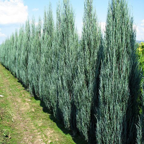 Buy Blue arrow Juniperus Plant from Nursery Nisarga