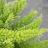 Buy Asparagus Foxtail Fern online