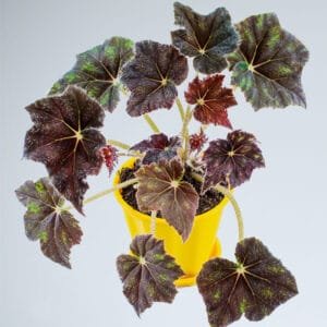 Buy Firefade Begonia Online at Nursery Nisarga