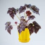 Buy Firefade Begonia Online at Nursery Nisarga