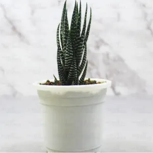 Buy Zebra Haworthia cone, Haworthia Fasciata succulent plant - Nursery Nisarga