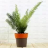 Buy Asparagus Foxtail Fern online