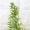 Buy Asparagus Foxtail Fern online