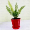 Buy Asparagus Foxtail Fern online