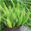 Buy Asparagus Foxtail Fern online