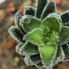 Buy Zebra Haworthia cone, Haworthia Fasciata succulent plant - Nursery Nisarga