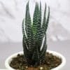 Buy Zebra Haworthia cone, Haworthia Fasciata succulent plant - Nursery Nisarga