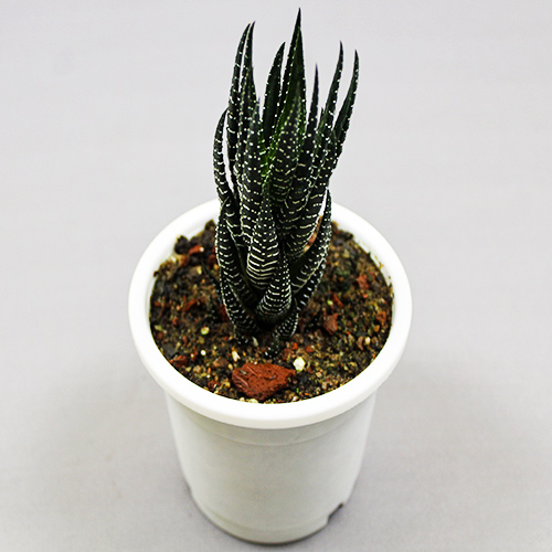 Buy Zebra Haworthia cone, Haworthia Fasciata succulent plant - Nursery Nisarga
