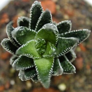 Buy Zebra Haworthia cone, Haworthia Fasciata succulent plant – Nursery Nisarga