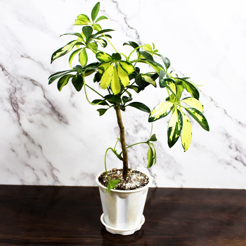 Buy Schefflera Arboricola, Dwarf Umbrella Plant (4 Inches Pot Size) - Nursery Nisarga