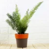 Buy Asparagus Foxtail Fern online