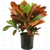 Buy Croton Petra Plant Online