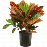 Buy Croton Petra Plant Online