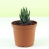 Buy Zebra Haworthia plant online - Nursery Nisarga