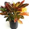 Buy Petra Croton | Codiaeum variegatum - Plants from nursery nisarga