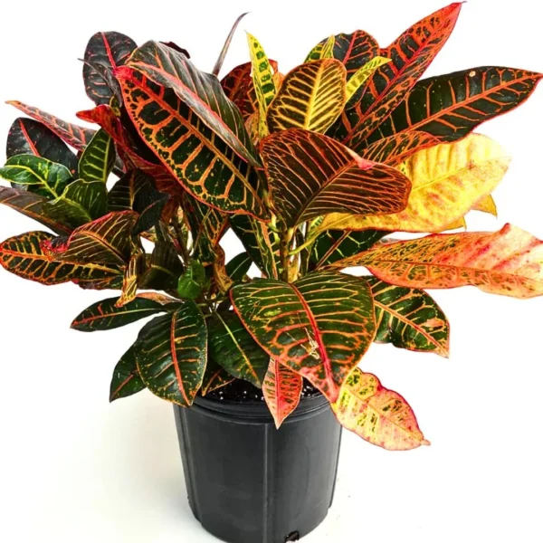 Buy Petra Croton | Codiaeum variegatum - Plants from nursery nisarga