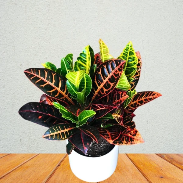 Buy Petra Croton | Codiaeum variegatum - Plants from nursery nisarga