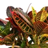 Buy Petra Croton | Codiaeum variegatum - Plants from nursery nisarga
