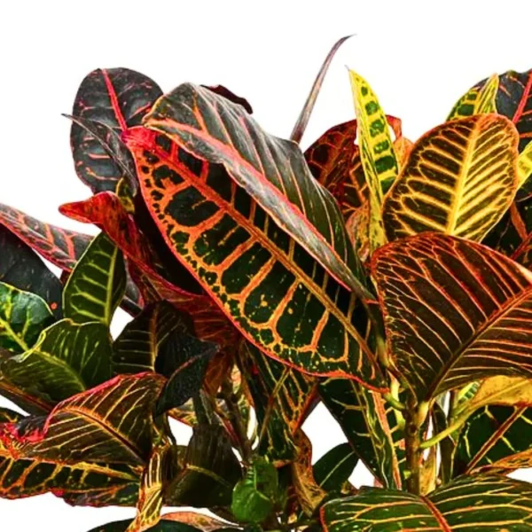 Buy Petra Croton | Codiaeum variegatum - Plants from nursery nisarga