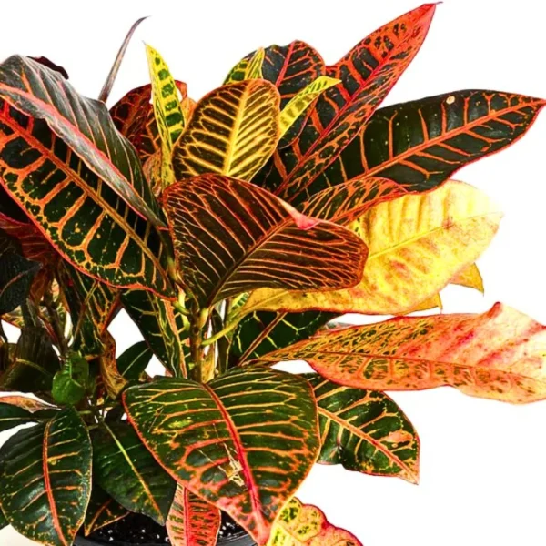Buy Petra Croton | Codiaeum variegatum - Plants from nursery nisarga