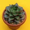 Echeveria Purpusorum - Succulent Plant