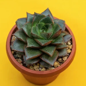 Echeveria Purpusorum - Succulent Plant