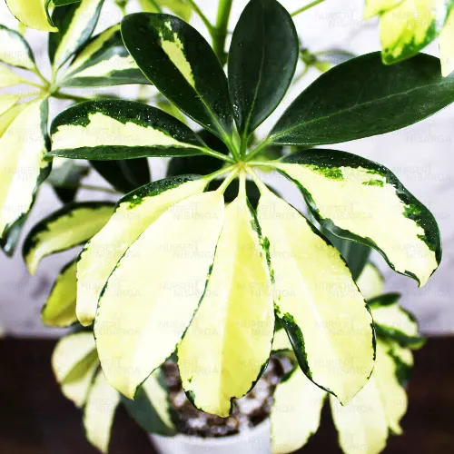 Buy Schefflera Arboricola, Dwarf Umbrella Plant (6 Inches Pot Size) - Nursery Nisarga