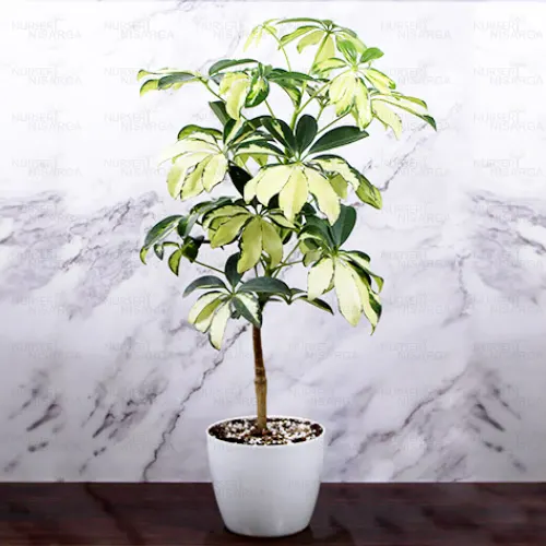 Buy Schefflera Arboricola, Dwarf Umbrella Plant (6 Inches Pot Size) - Nursery Nisarga
