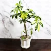 Buy Schefflera Arboricola, Dwarf Umbrella Plant (6 Inches Pot Size) - Nursery Nisarga