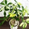 Buy Schefflera Arboricola, Dwarf Umbrella Plant (6 Inches Pot Size) - Nursery Nisarga