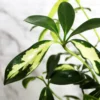 Buy Schefflera Arboricola, Dwarf Umbrella Plant (6 Inches Pot Size) - Nursery Nisarga