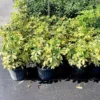 Buy Schefflera Arboricola, Dwarf Umbrella Plant (6 Inches Pot Size) - Nursery Nisarga