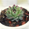 Buy Laxmi Kamal - Sempervivum calcareum, Houseleek - Nursery Nisarga