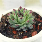 Buy Laxmi Kamal - Sempervivum calcareum, Houseleek - Nursery Nisarga