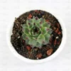 Buy Laxmi Kamal - Sempervivum calcareum, Houseleek - Nursery Nisarga