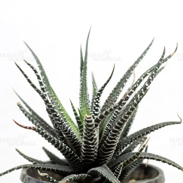 Buy Zebra Haworthia, Haworthia Fasciata from Nursery Nisarga