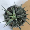 Buy Zebra Haworthia, Haworthia Fasciata from Nursery Nisarga