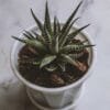 Zebra Haworthia, Haworthia fasciata plant online - Nursery Nisarga