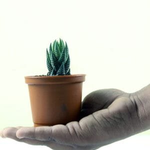 zebra-haworthia-in-hand